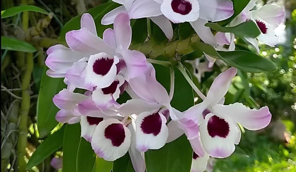 orquidea olho de boneca Orquídea Dendrobium