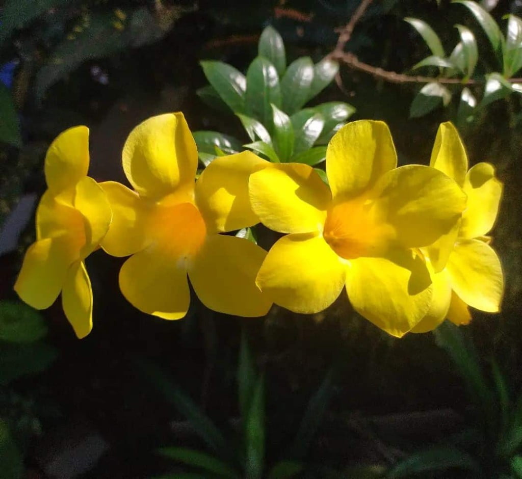 Pergolado de madeira com flores - alamanda