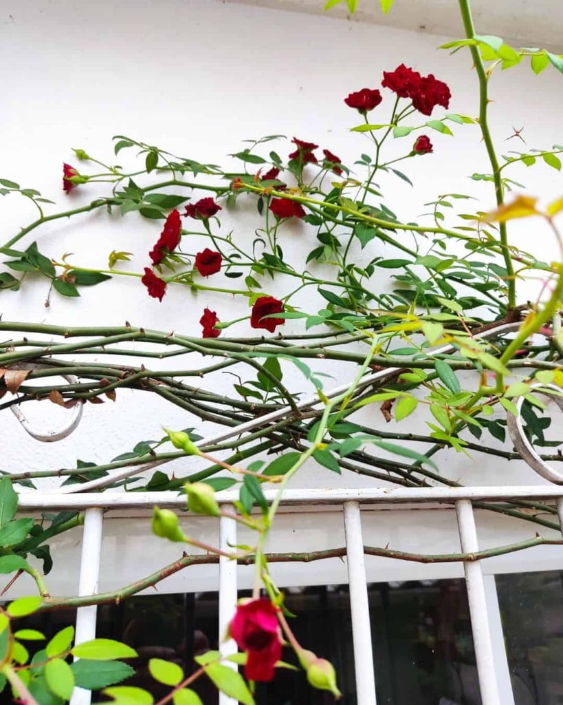 Pergolado de madeira com flores - rosa trepadeira