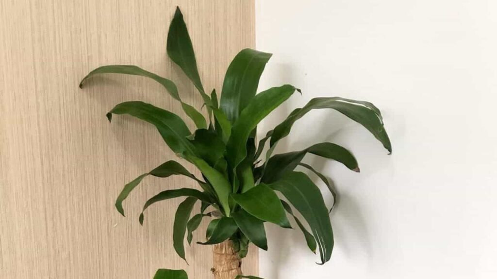 Planta pau d'água
