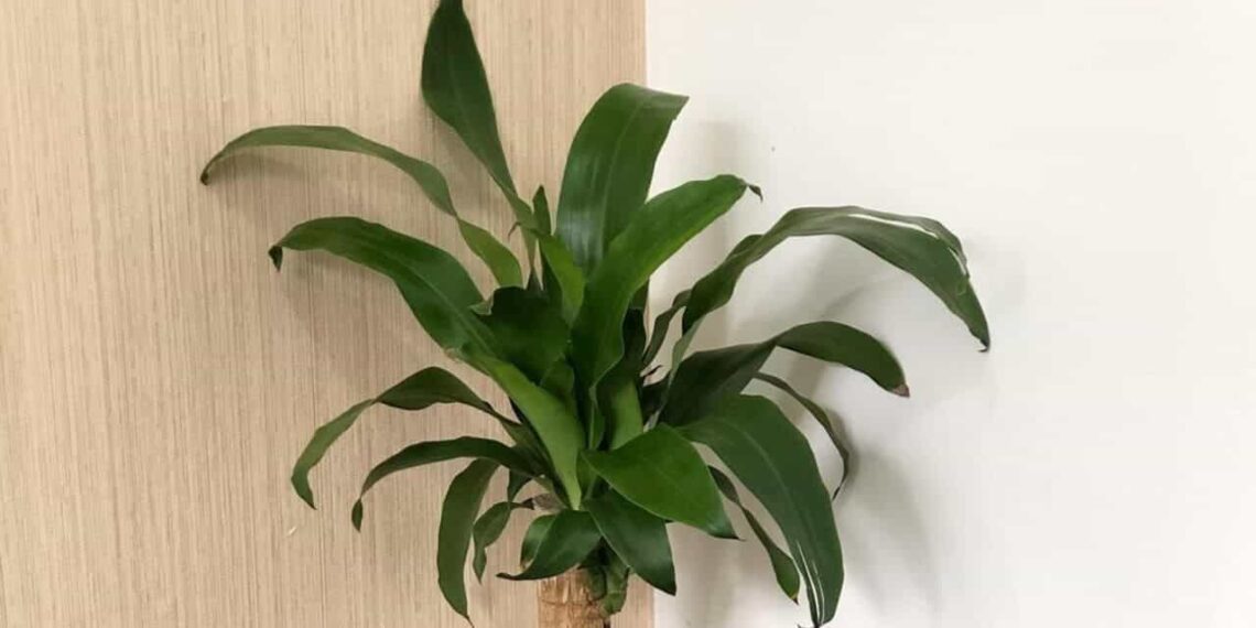 Planta pau d'água