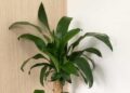 Planta pau d'água
