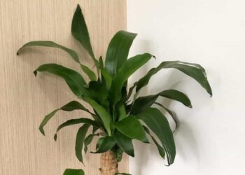 Planta pau d'água