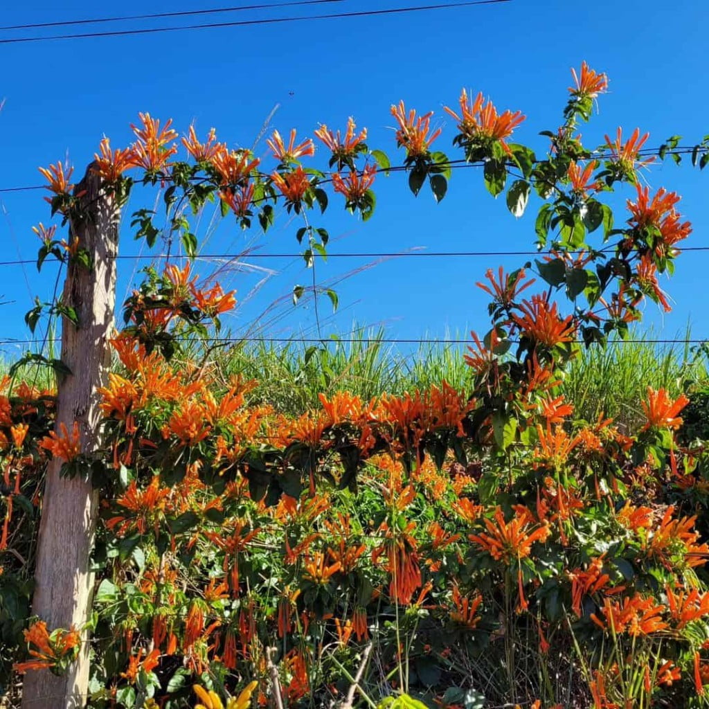 planta trepadeira com flores 