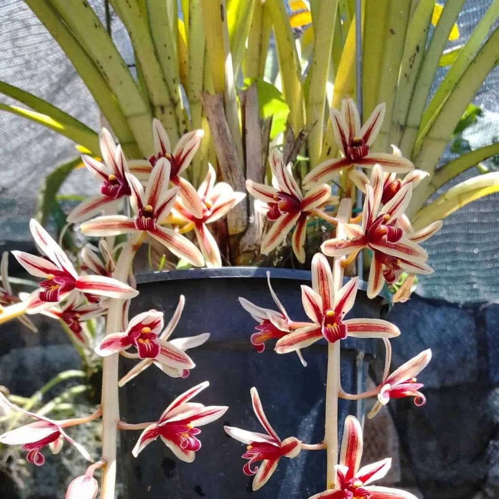 Orquídea cymbidium aloifolium