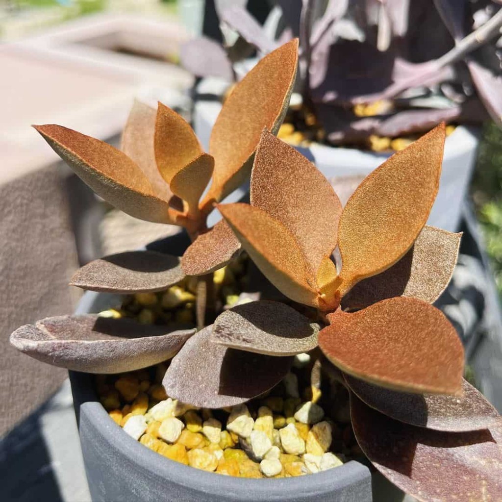 Kalanchoe Orgyalis -  suculenta colher de cobre