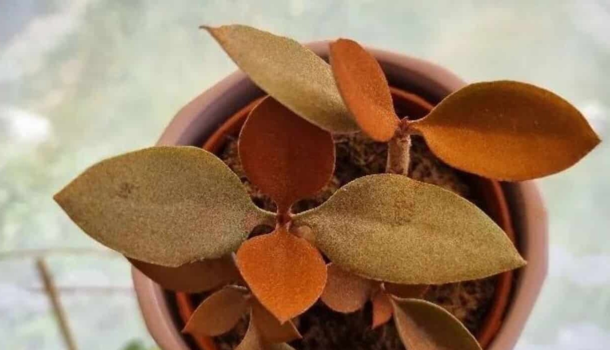 Kalanchoe Orgyalis - suculenta colher de cobre