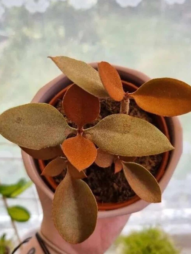 Kalanchoe Orgyalis - suculenta colher de cobre