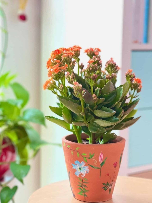 Kalanchoe