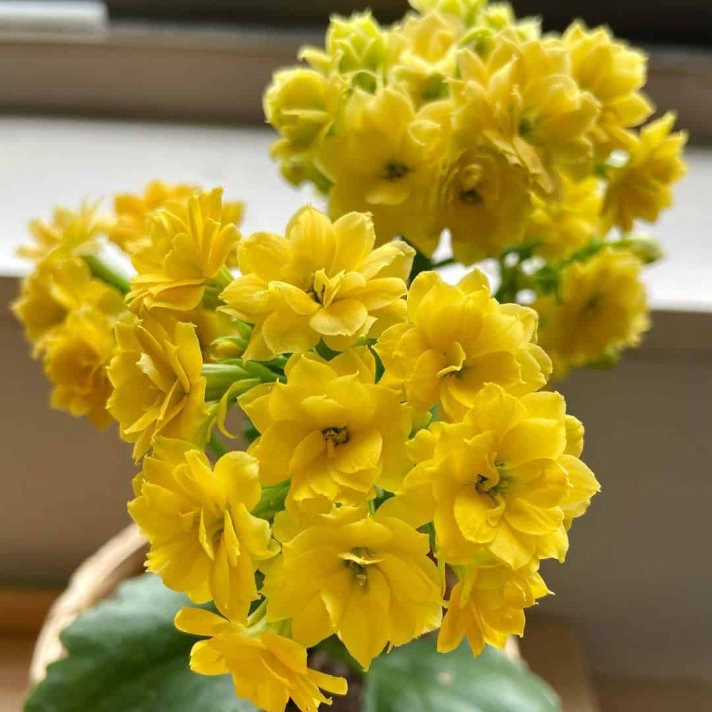 kalanchoe