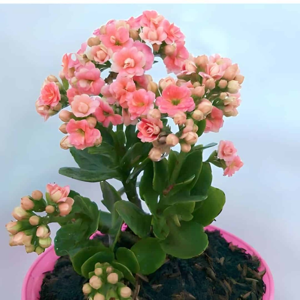 kalanchoe