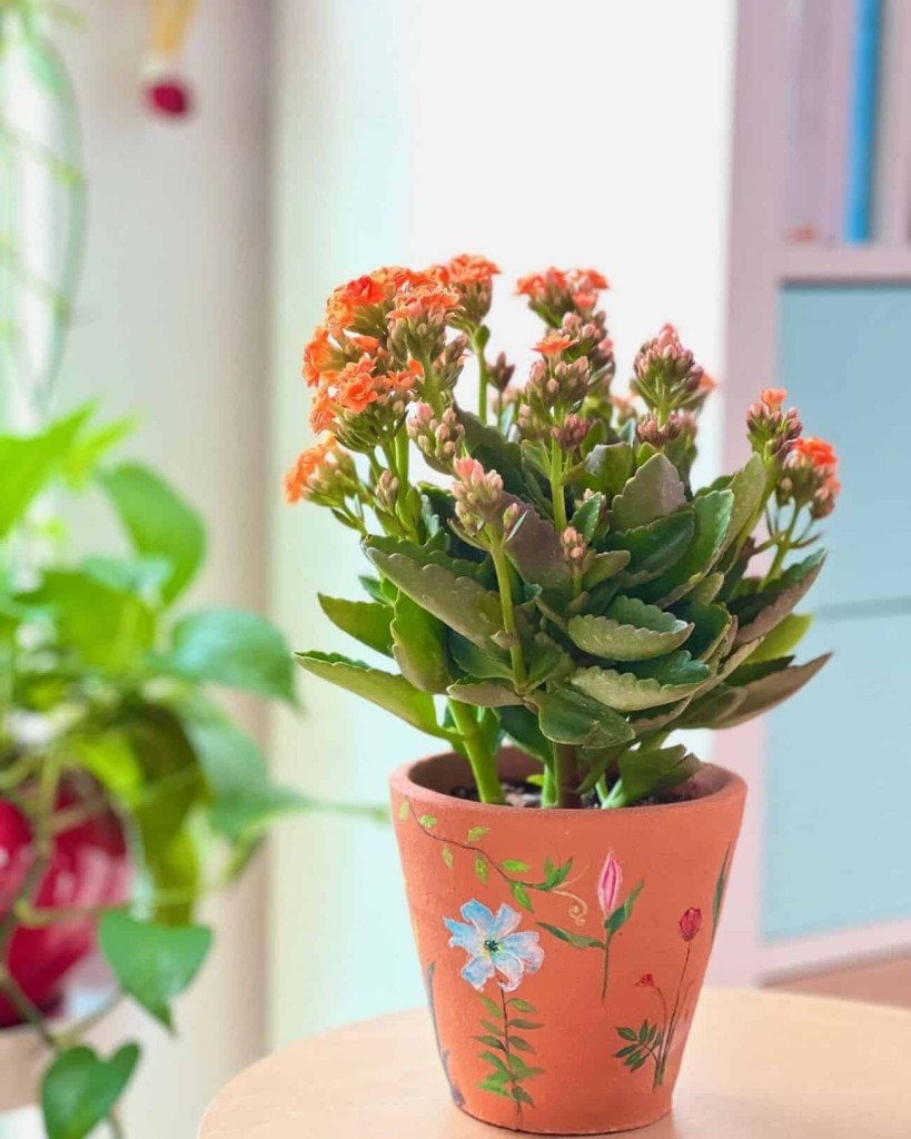 Kalanchoe