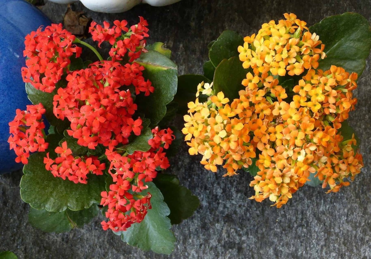 Kalanchoe blossfeldiana