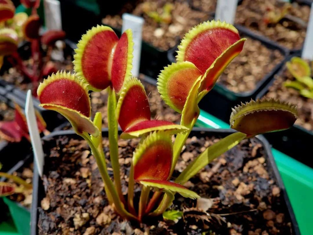 planta carnivora dioneia