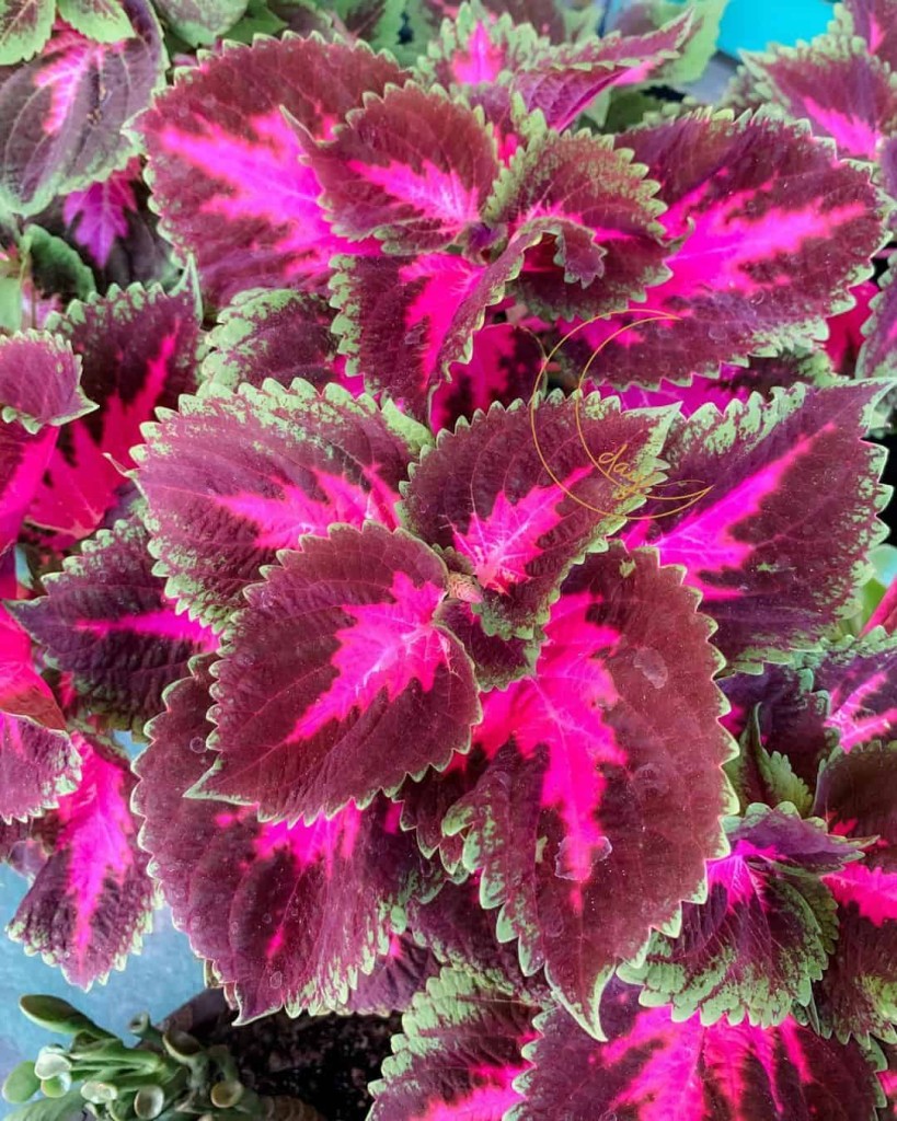 coleus 2