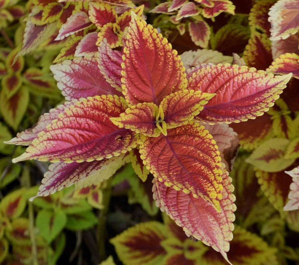 Coleus