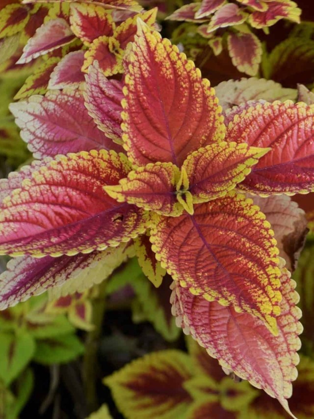 Coleus