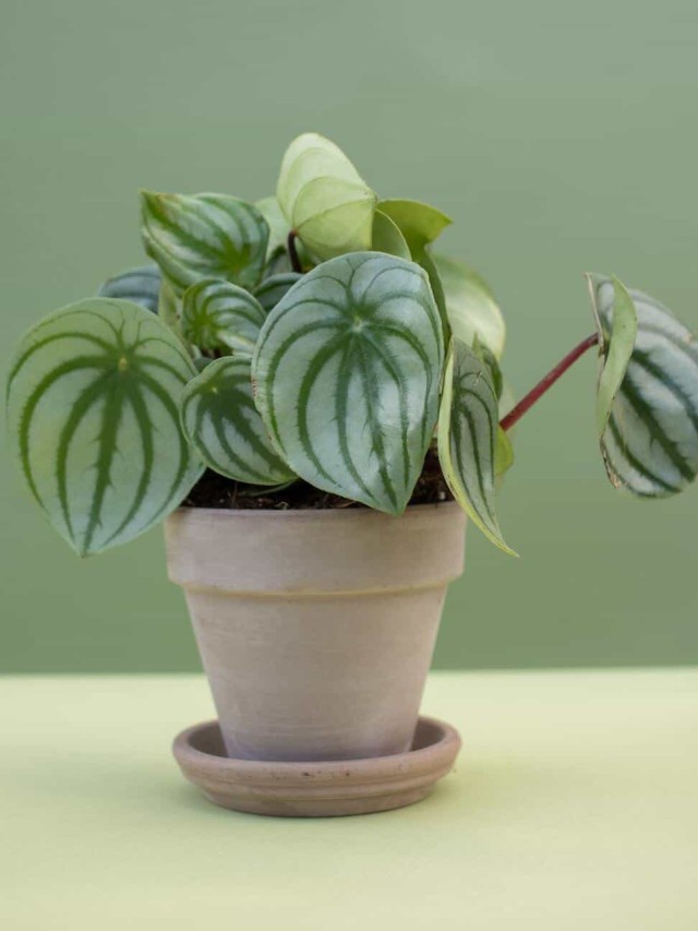 Peperomia melancia