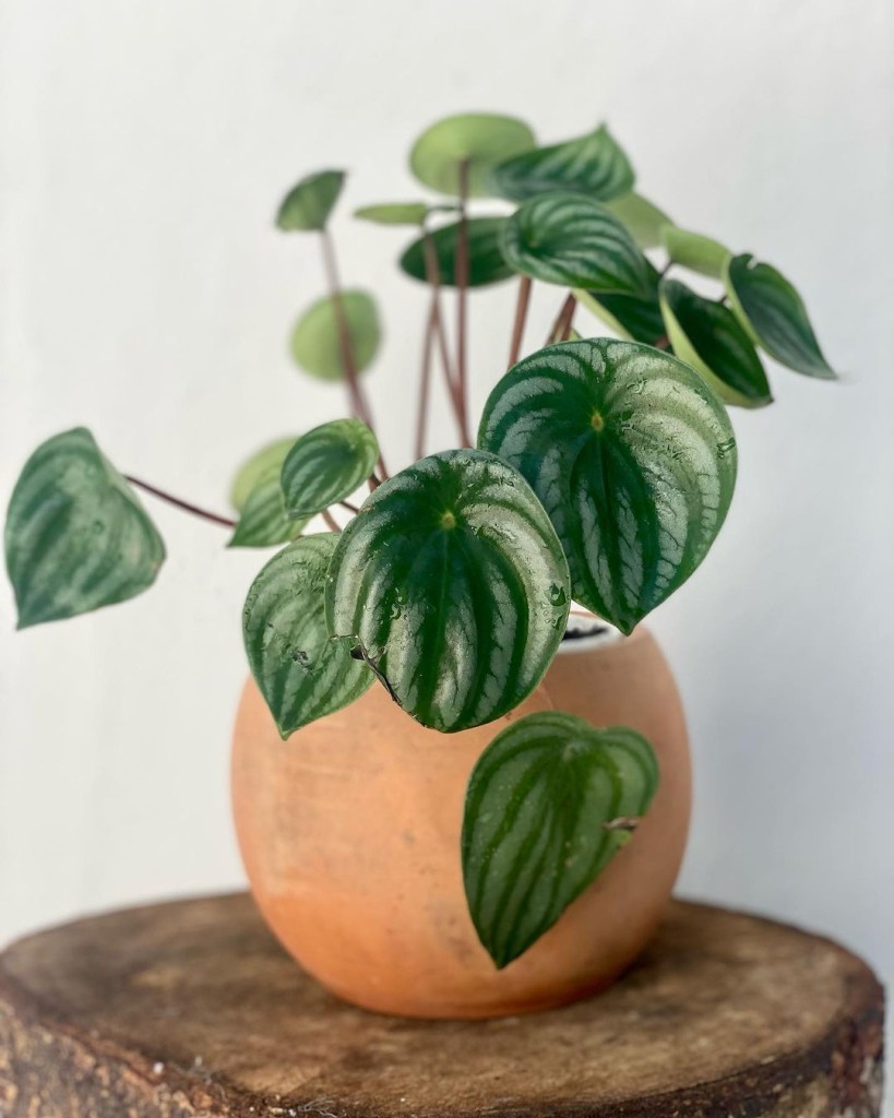 Peperomia melancia