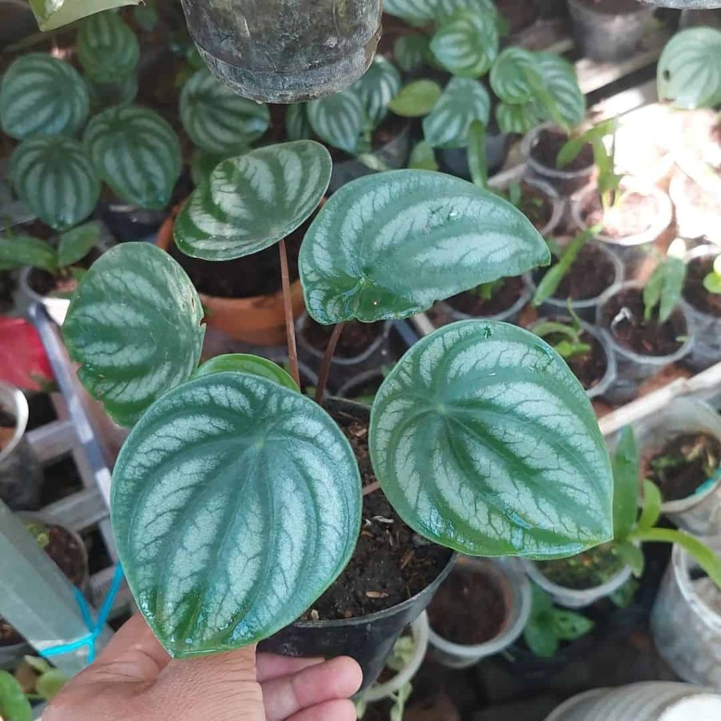 Peperomia melancia