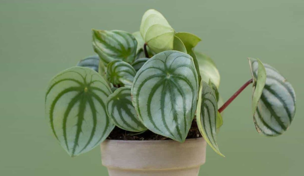 Peperomia melancia