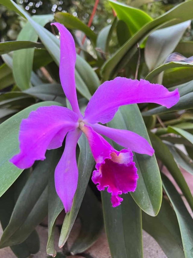 Orquidea cattleya