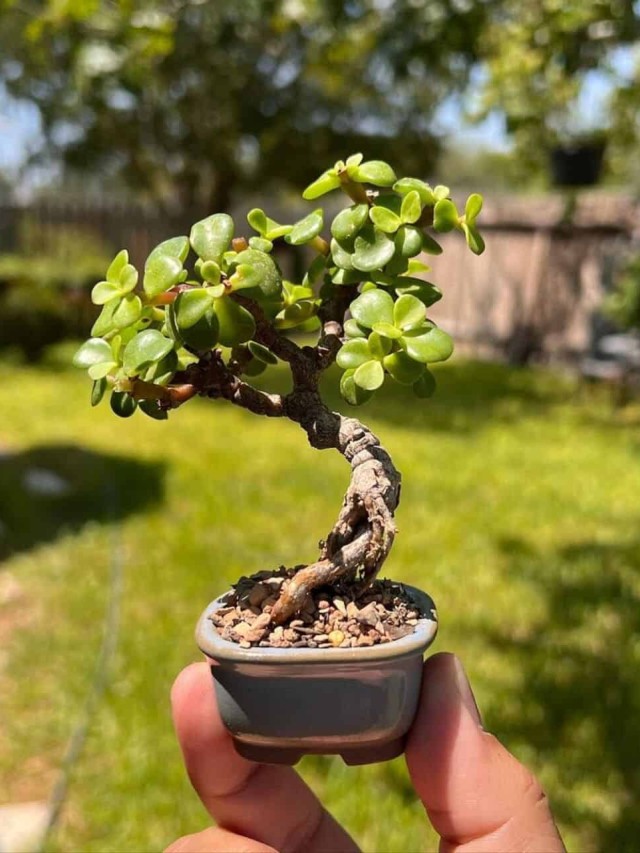 portulacaria afra