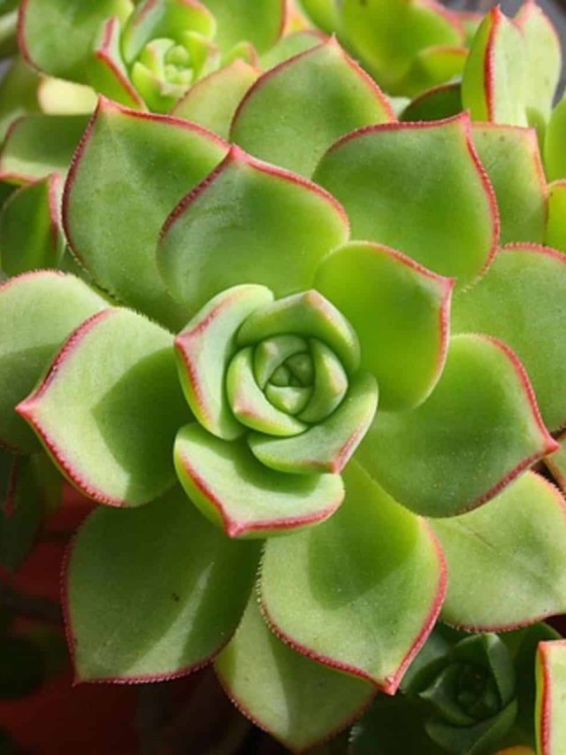 suculenta echeveria