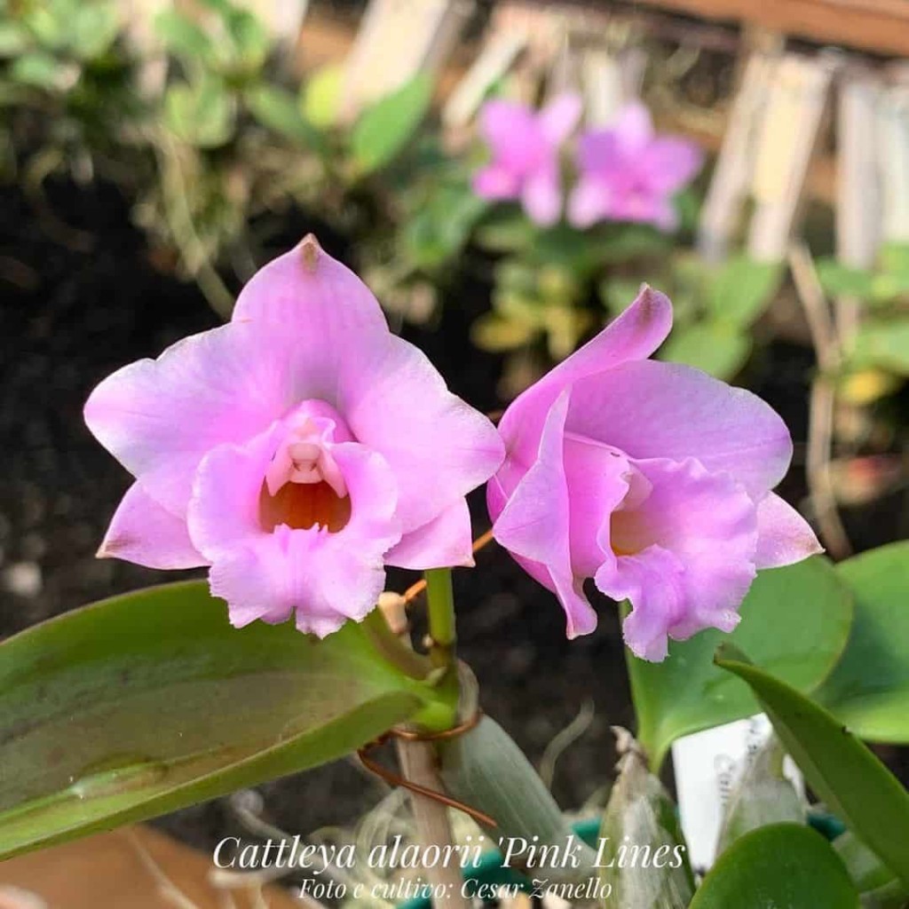 Orquídea cattleya