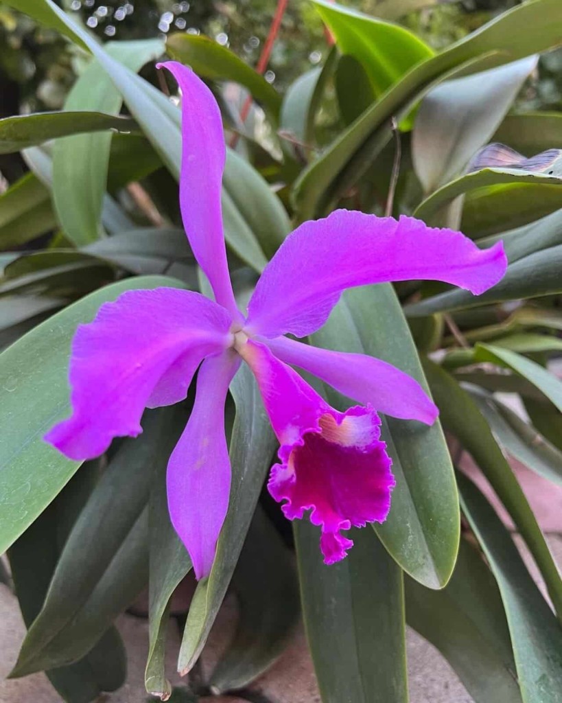 Orquidea cattleya