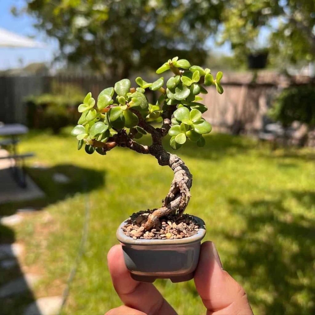 portulacaria afra