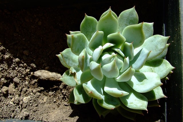 Suculenta echeveria