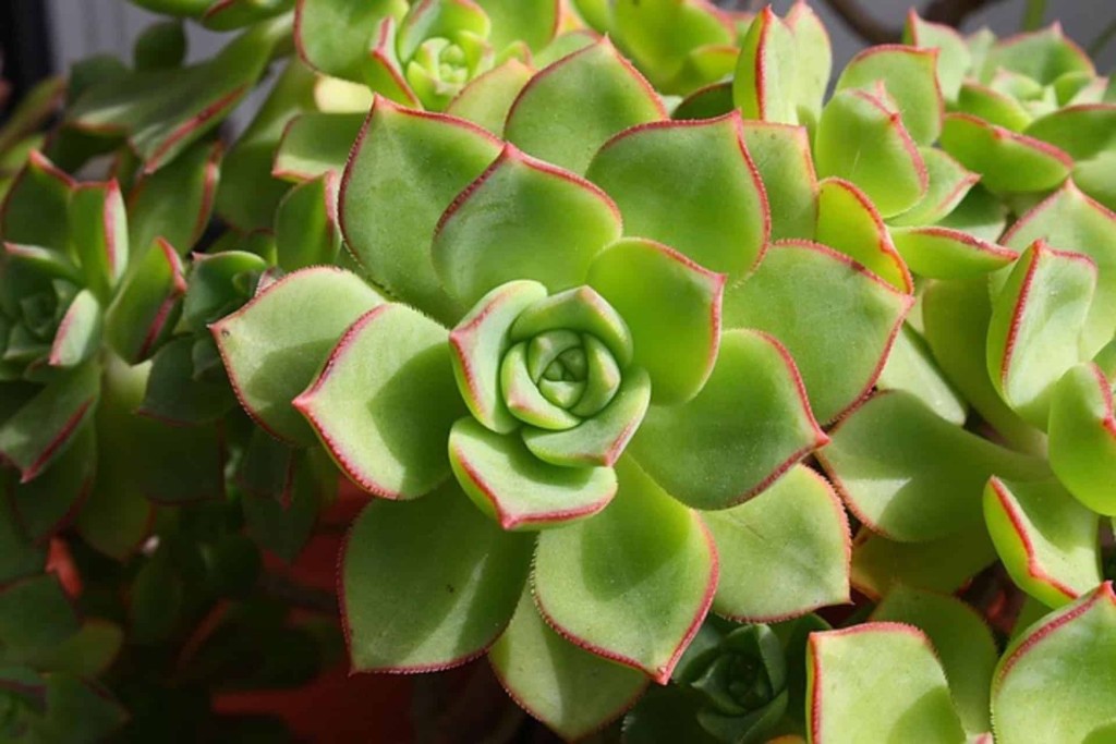 suculenta echeveria