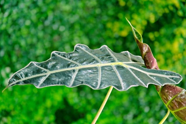 alocasia