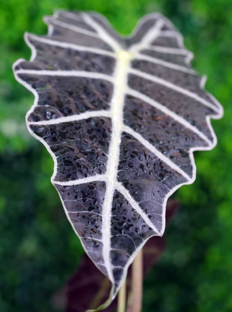 alocasia amazonica