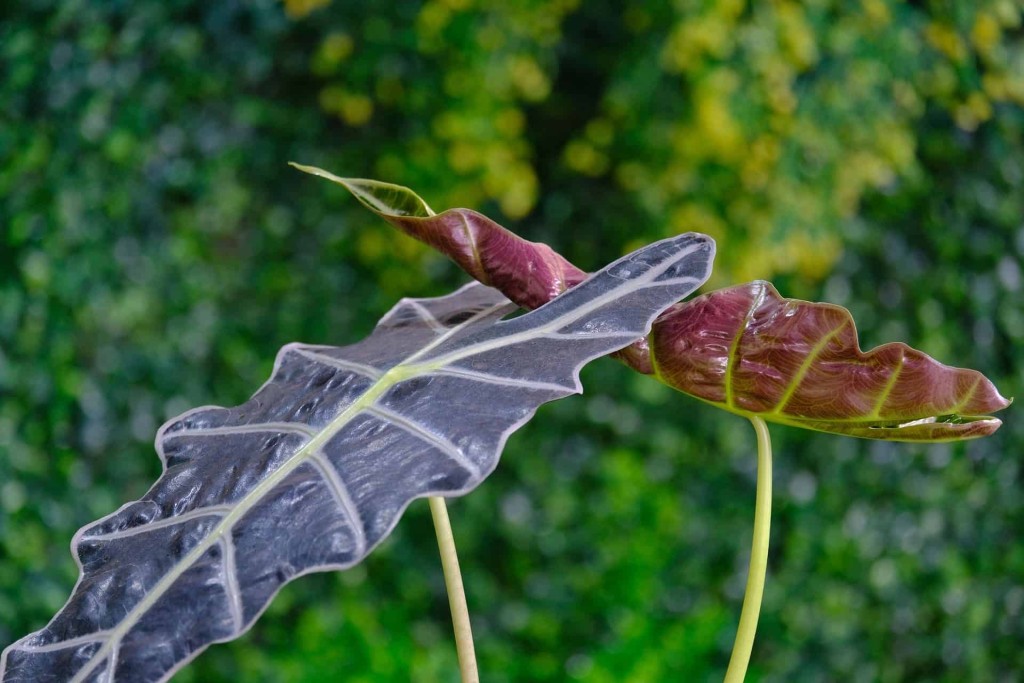 Alocasia amazonica