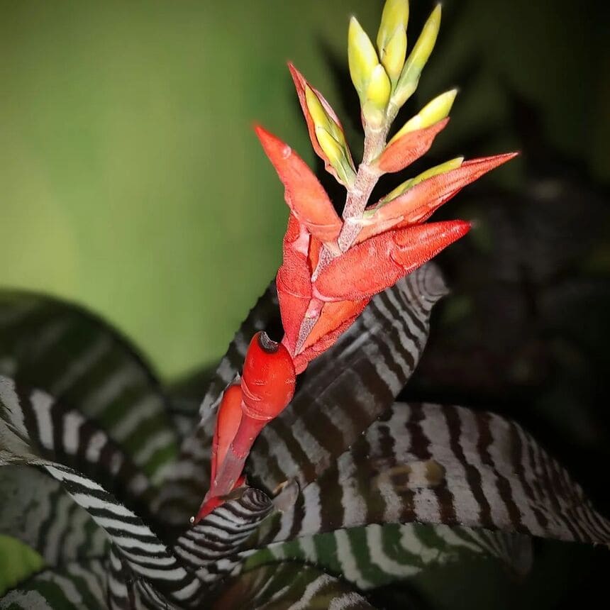 bromelia zebra