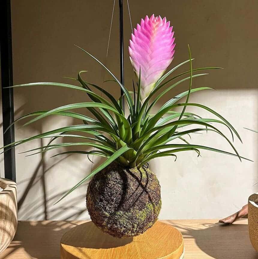 bromelia tillandsia