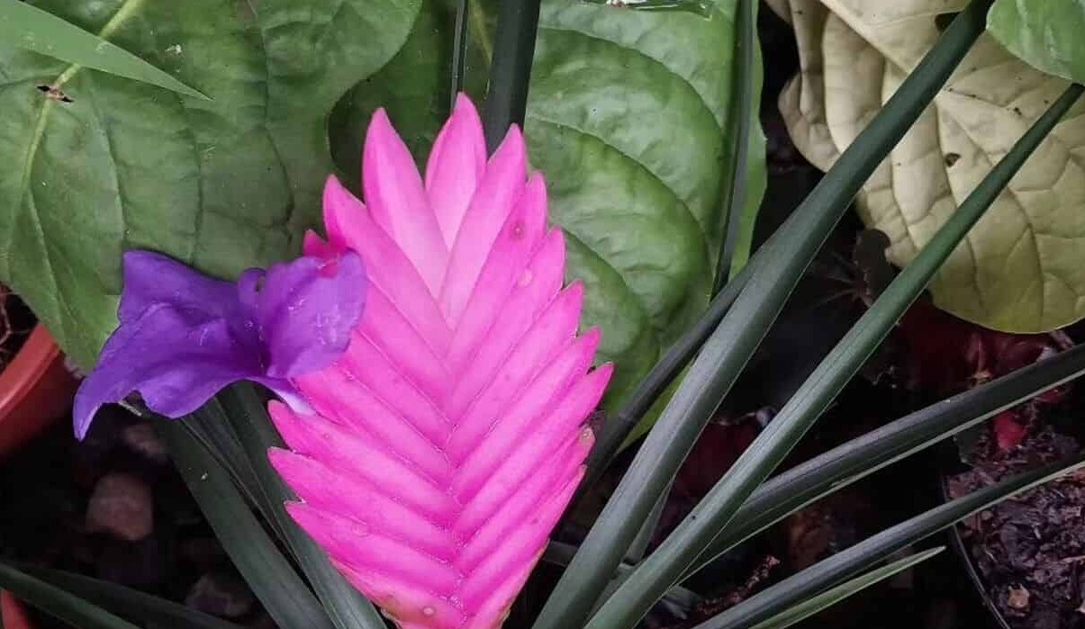 bromelia tillandsia