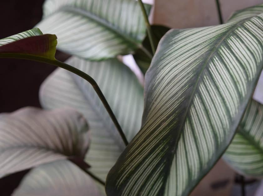 Calathea