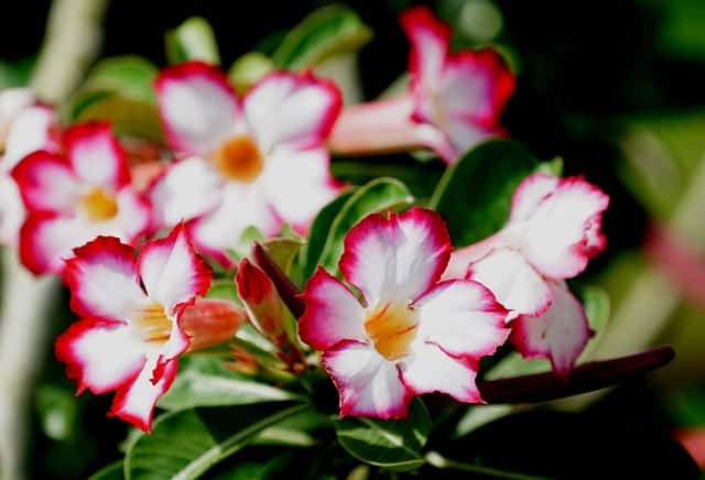 Como cultivar a rosa do deserto?