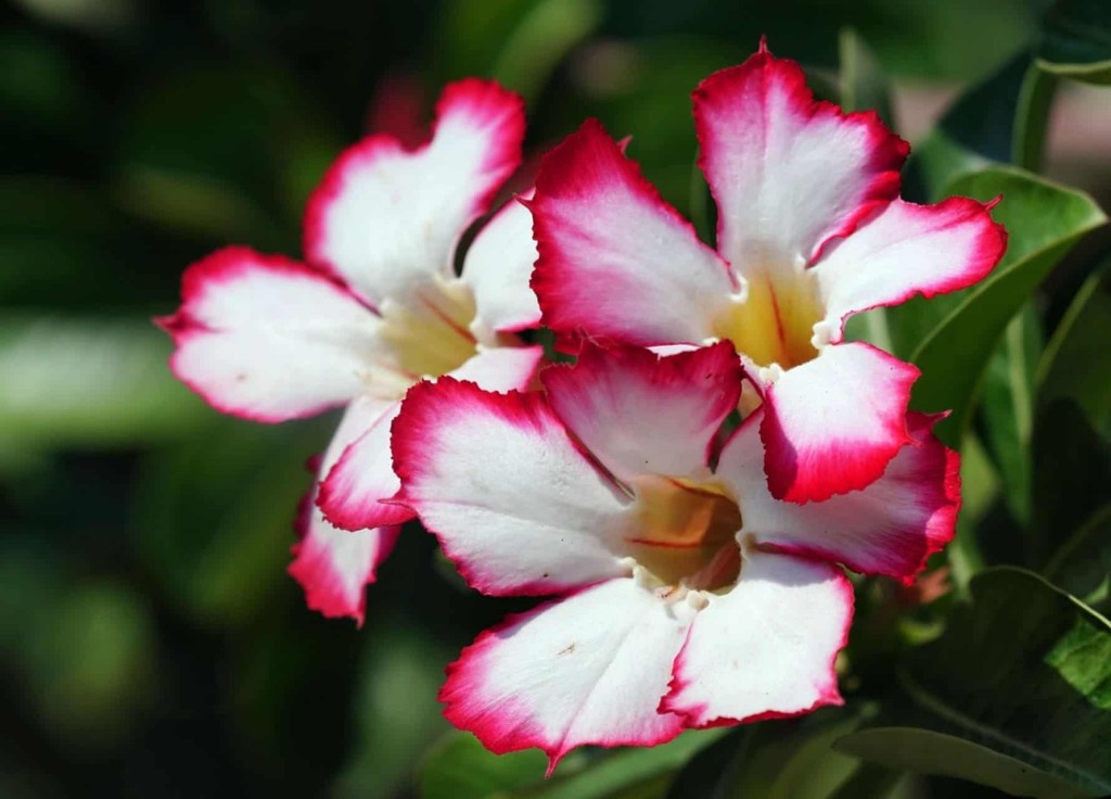 Como cultivar a rosa do deserto