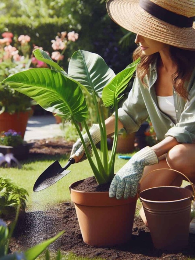 Alocasia