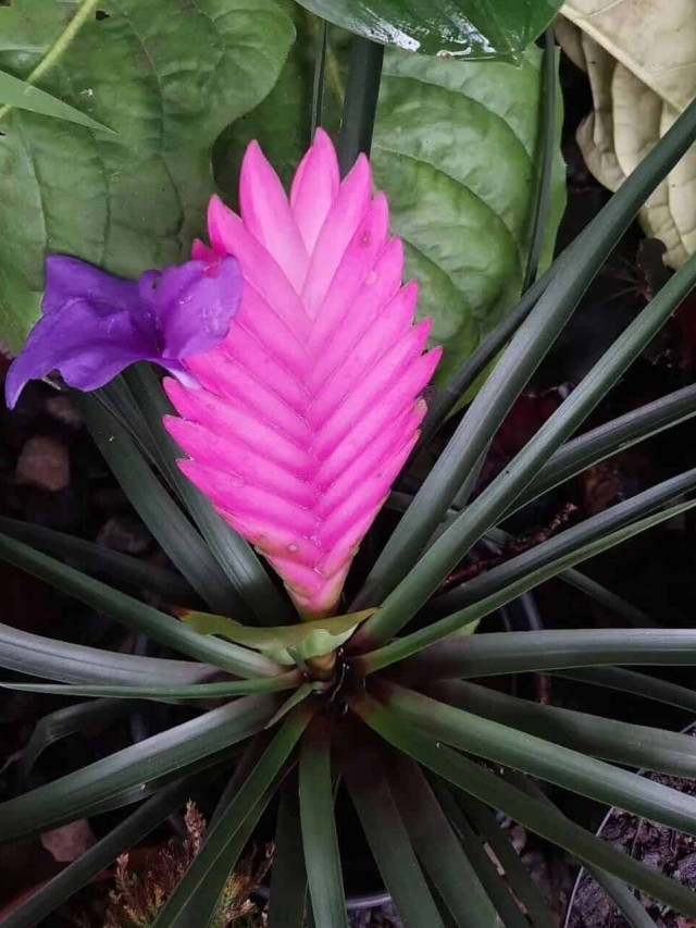 bromelia tillandsia