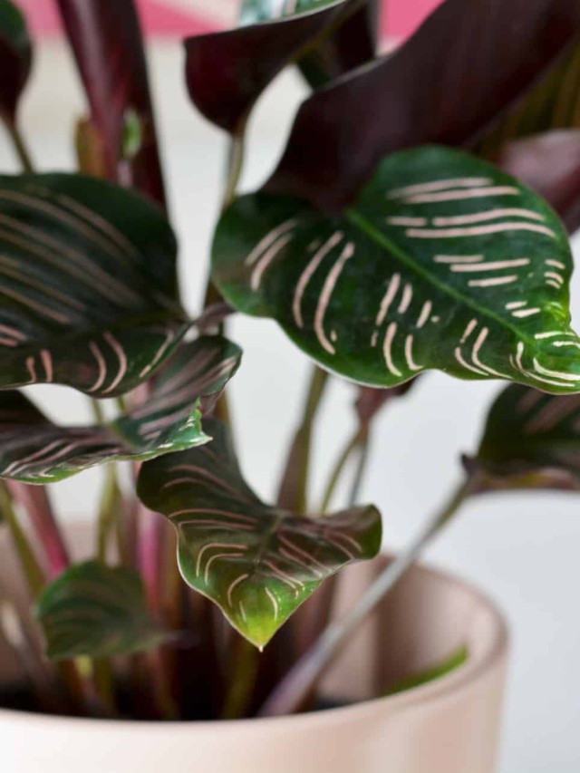 Calathea