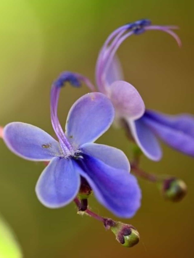 Flor borboleta