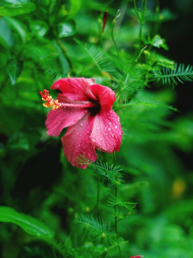 Flor de hibisco