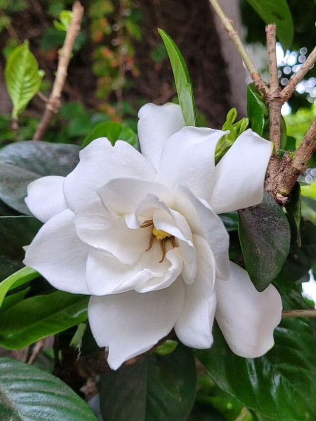 cropped-gardenia-flor-1.jpg