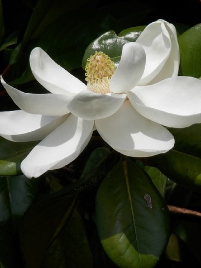 cropped-magnolia-1.jpg