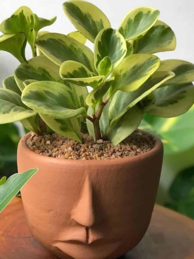 peperomia variegata